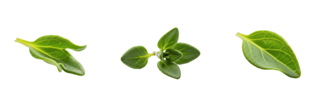 Thyme Leaf Isolated on White Background - Thymus Vulgaris - Tiny Herb Foliage, Thym, Tomillo, Botanical Graphic for Seasoning Design, High Quality Nature Cutout Element.