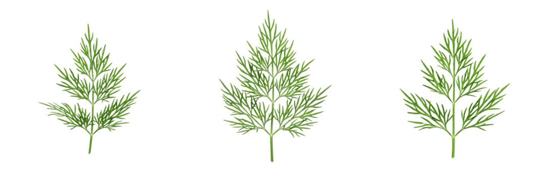 Dill Leaf Isolated on White Background - Anethum Graveolens - Fragile Herb Foliage, Aneth, Eneldo, Botanical Graphic for Pickling Design, High Quality Nature Cutout Element.