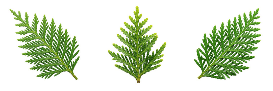 Cedar Leaf Isolated on White Background - Cedrus - Conifer Foliage, C&egrave;dre, Cedro, Botanical Graphic for Forest Design, High Quality Nature Cutout Element.