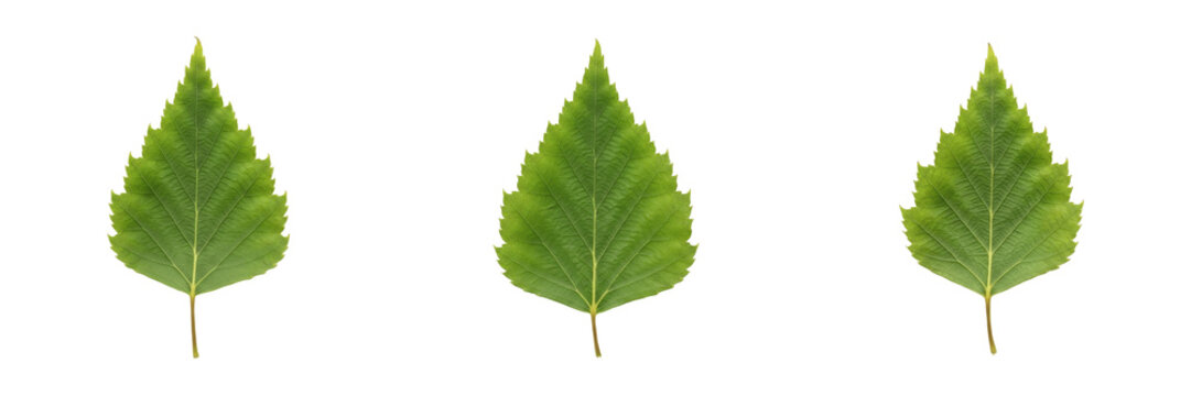 Birch Leaf Isolated on White Background - Betula - Silver Birch Foliage, Bouleau, Abedul, Botanical Graphic for Nordic Design, High Quality Nature Cutout Element.