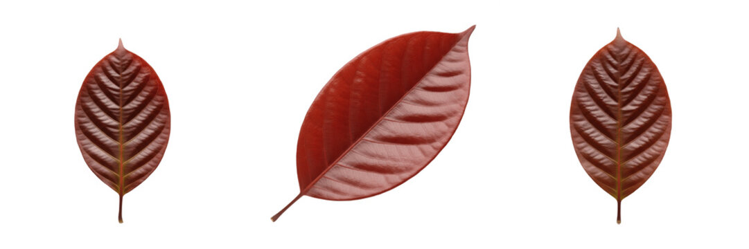 Mahogany Leaf Isolated on White Background - Swietenia Macrophylla - Tropical Foliage, Acajou, Caoba, Botanical Graphic for Luxury Design, High Quality Nature Cutout.