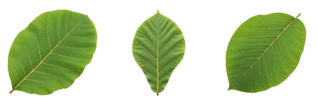 Teak Leaf Isolated on White Background - Tectona Grandis - Hardwood Foliage, Teck, Teca, Botanical Graphic for Furniture Design, High Quality Nature Cutout Element.