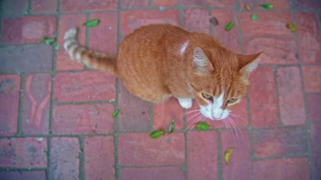 overhead handheld video of an orange color cat looking around and up at the camera.