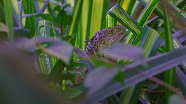Close up on wild Iguana among lush green tropical foliage