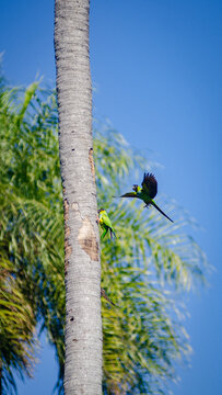 Nanday Parakeet nesting in a hollow of a Macauba Palm (Acrocomia aculeata).