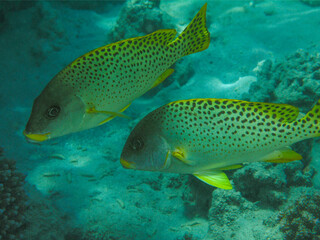 Fototapeta premium Pair of Spotted Sweetlips Fish Swimming Over Sandy Reef