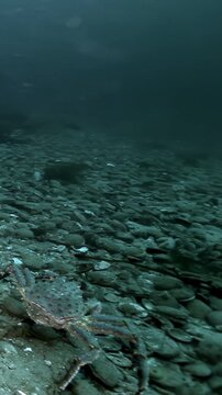 Dive into the mesmerizing depths of the ocean to see a spiny brittle star gracefully navigating a stony seabed. Witness its hunting in an enchanting underwater realm.