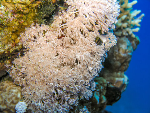 Soft Coral Polyps on Reef Edge with Blue Ocean Background Close-Up