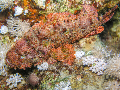 Camouflaged Scorpionfish Resting on Coral Reef Seabed Close-Up