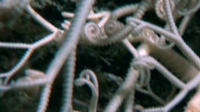 Observing fascinating Gorgonocephalus eucnemis, also known as Gorgon's Head or Basket Star. Delicate, branching arms explore and sift through water in its natural deep sea habitat during day.