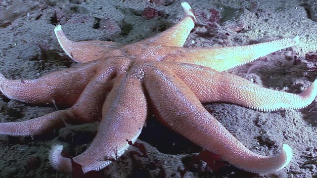 A seven-armed starfish slowly moves across the ocean floor in the White Sea. It navigates a sandy seabed with small rocks, using its tube feet to propel itself forward during the daytime.