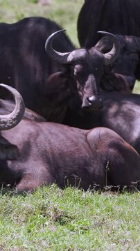 Witness a magnificent group of African Buffalo relaxing on the lush green grass of Lake Nakuru National Park in Kenya. These powerful animals enjoy a peaceful afternoon in their natural habitat.