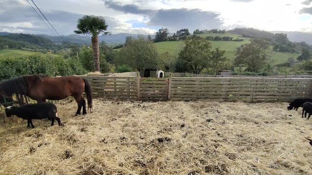 Farm animals eating hay in rural paddock