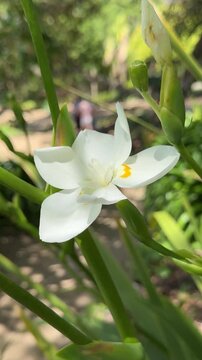 Beautiful White Lord Howe Wedding Lily Flower (Dietes robinsoniana)