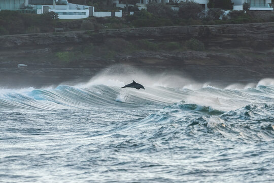 Dolphin jumping above ocean surface at sunrise near Tamarama Beach, Sydney, Australia.