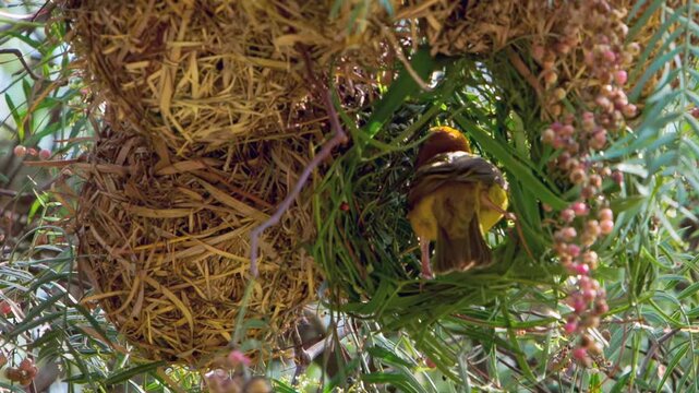 Golden weaver bird works tirelessly inside its newly built nest. It gathers and interlaces strands of grass and leaves, shaping intricate home amidst green, berry-laden branches of tree during day.