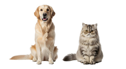 Fototapeta premium Golden Retriever dog and fluffy Persian cat sitting together, domestic pets on white background, friendly cat and dog studio portrait