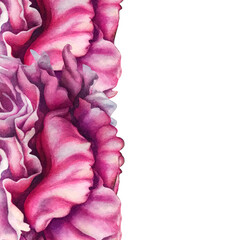 Elegant vertical watercolor peony border with soft blush and deep pink tones. Hand-painted botanical edge composition with flowing petals, perfect for invitations, branding, packaging, floral layouts © el_suhova