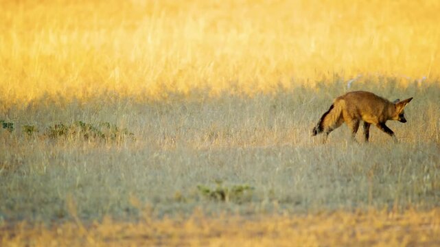 A bat eared fox (Otocyon megalotis) Walking through the frame