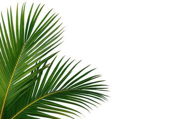 Fototapeta premium Palm frond with green leaves on transparent background, symbolizing tropical nature and summer vacation