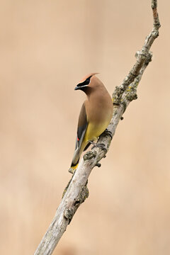 Photograph of a colorful Cedar Waxwing bird perched on a twig along the edge of a meadow