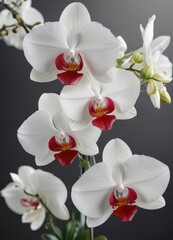 Fototapeta premium Elegant orchid with vibrant red lips and delicate white petals, nature, flower