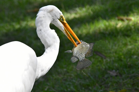 A gar&ccedil;a Diva do jardim do Museu da Rep&uacute;blica numa pesca bem sucedida no Pal&aacute;cio do Catete - RJ