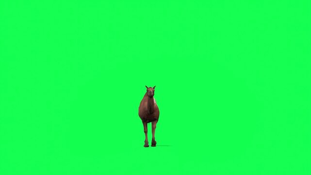 4k Arabian camel Coming closer from afar walk front view animation on isolated Green Screen Animal, 3D one-humped Dromedary camel walk rendering on the chroma key, animation video for your rhymes