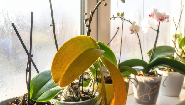Orqu&iacute;dea con hoja amarilla enferma en una maceta sobre el alf&eacute;izar de la ventana con luz natural brillante y otras plantas sanas al fondo.