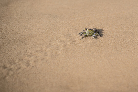 atlantic ghost crab on sand