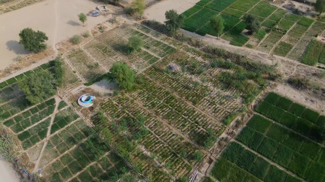 Aerial view of a green field in Tharparkar, Sindh, Pakistan