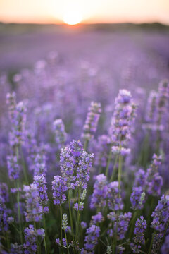 Lavender field. Blossom summer field