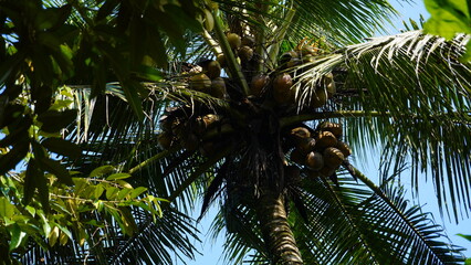 Fototapeta premium Looking up at a lush coconut palm tree with dense fronds and clusters of coconuts, capturing the natural beauty and tropical vibe. Ideal for nature-themed projects, tropical backgrounds, botanical 