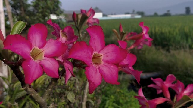 Pink adenium flowers blooming in garden with green rice field background.