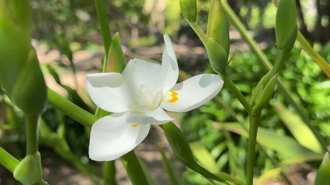 Beautiful White Lord Howe Wedding Lily Flower (Dietes robinsoniana)