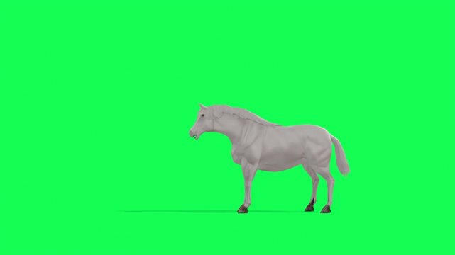 4k white Horse Attacking Scene loop side view animation, Green Screen Animal, 3D Realistic Arabian horse attack rendering on the chroma key, cartoon element to your video content, rhymes and stories
