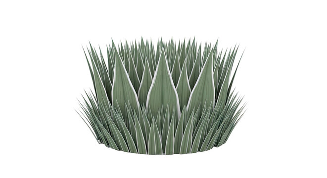 Agave Plant with Variegated Leaves on White Background