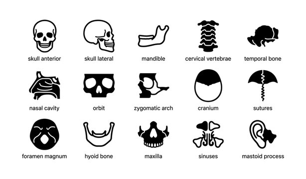 Human skull anatomy diagram - skeletal structures and bone components