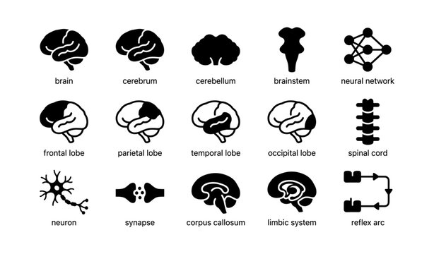 Collection of brain structure icons including lobes and neural pathways