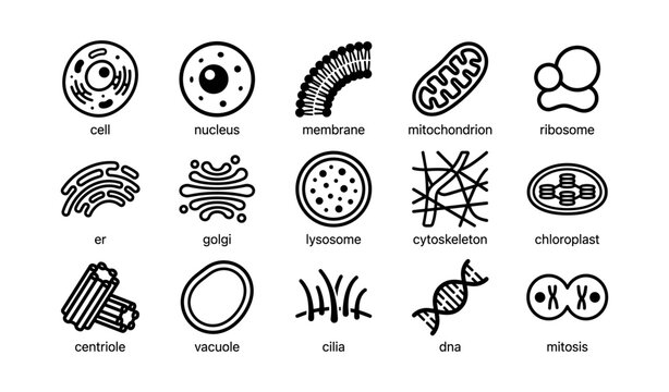 Illustration of cellular components and organelles with labels