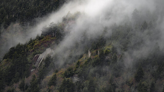 Misty clouds rolling through forested mountainside on moody overcast day in mountain wilderness. Dense fog drifts between evergreen and deciduous trees creating atmospheric landscape scene.