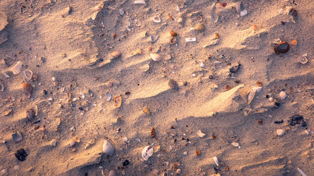Assortment of seashells and small stones scattered across golden sandy beach at sunset, creating warm natural texture with soft lighting and peaceful coastal atmosphere