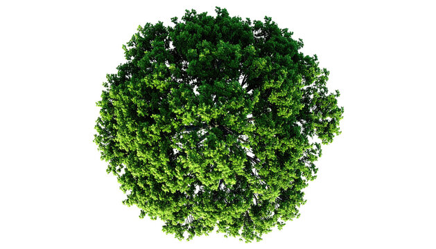 Overhead view of a lush green tree crown against a black backdrop (1)