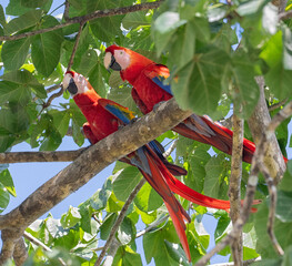 Pair of Scarlet Macaws (Ara macao) grooming in almond tree canopy, Corcovado National Park, Costa Rica © Natalia Kuzmina