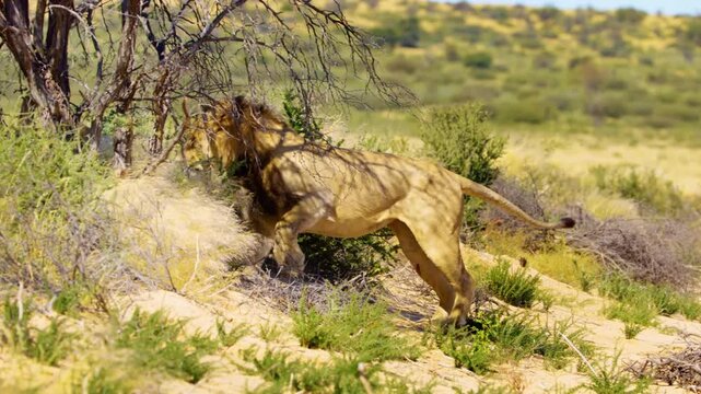 An injured African Lion staggering while walking