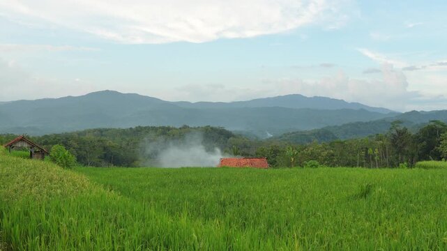 Traditional farming life featuring smoke rising from a farmhouse amidst vibrant green rice paddies and mountains. Captures authentic rural Southeast Asian atmosphere. Cilacap, Indonesia.