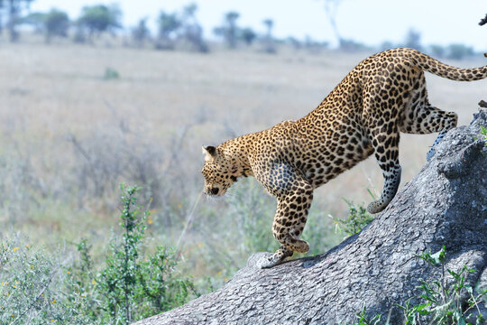 African leopard or Panthera pardus pardus coming down from tree with defocused landscape background