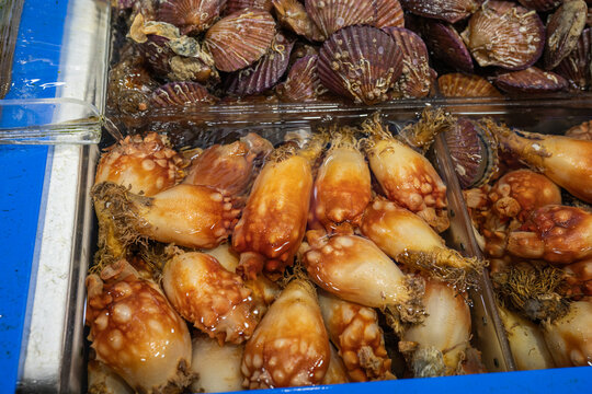 Fresh sea pineapples and scallops in a water tank at a local fish market in south korea.