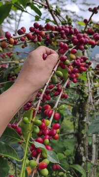 hands picking coffee cherries from the tree during harvest,  part 4