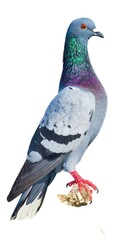 Fototapeta premium A pigeon with iridescent feathers and red eyes on white background